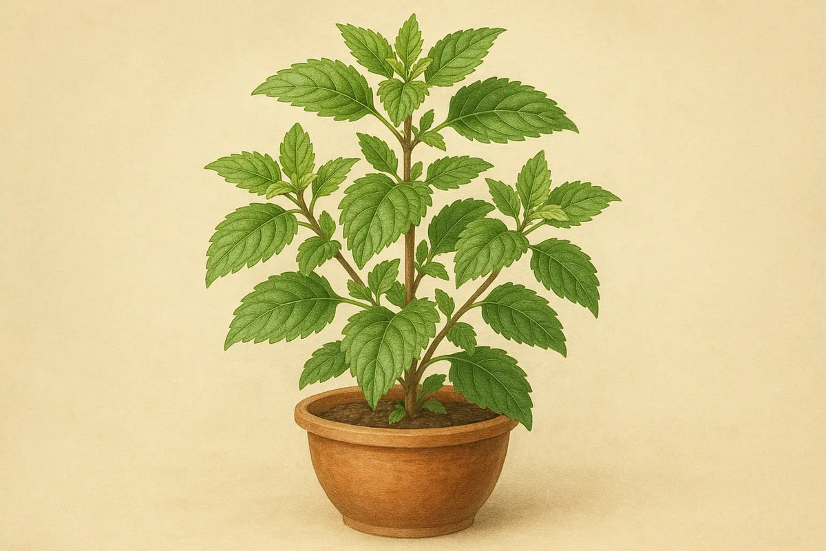 Ein üppiger grüner tulsi heiliges basilikum im terrakottatopf fördert innere ruhe im mana shop