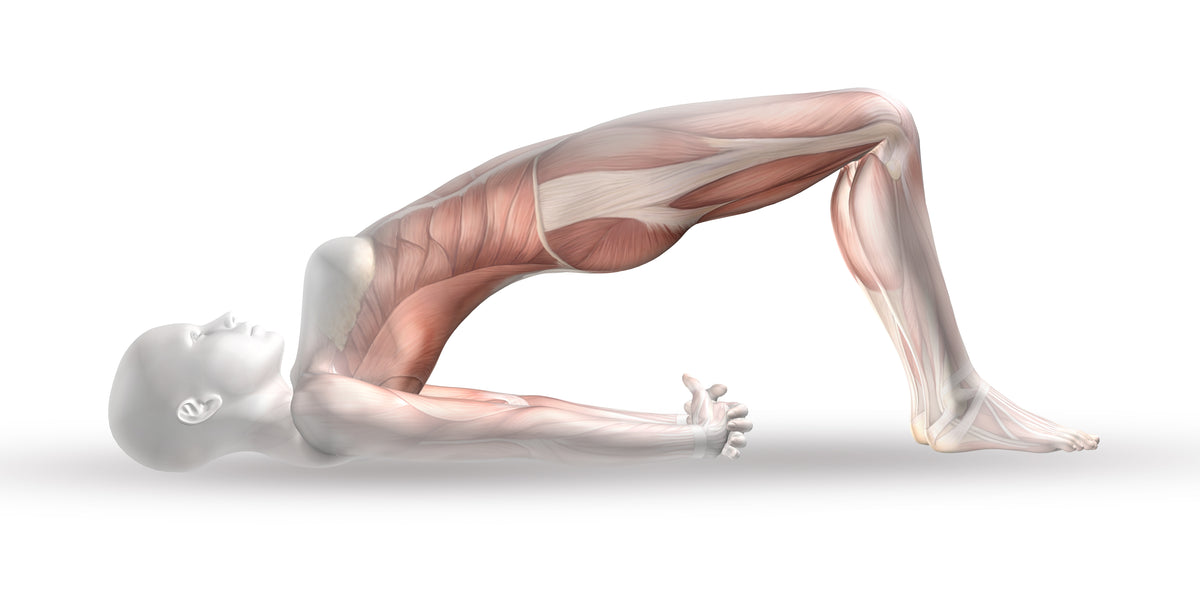 Anatomische Darstellung der Brücke Yoga-Übung zur Stärkung der Rücken- und Beinmuskulatur.