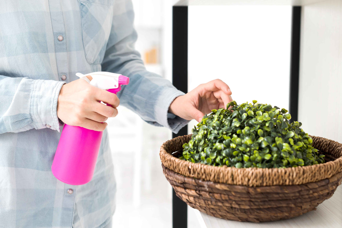 Person besprüht eine grüne Zimmerpflanze in einem Weidenkorb mit einer pinken Sprühflasche.