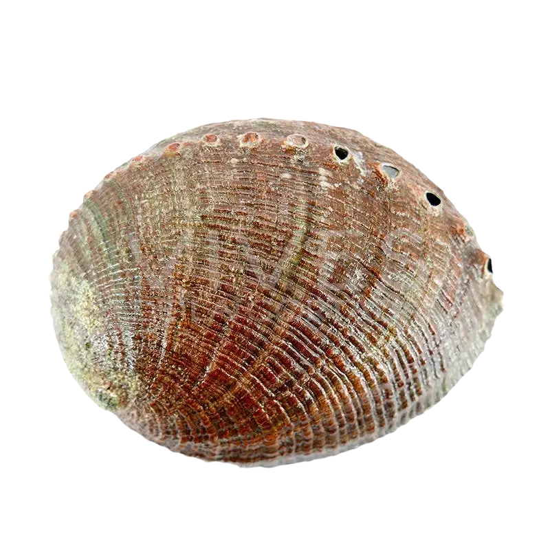 Vives de la Cortada SCP Concha Abalon Muschelgefäß zum Räuchern, natürliches Räucherwaren-Accessoire aus Muschel