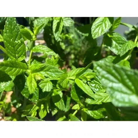 Damascena Bio Nanaminze ätherisches Öl 5 ml, naturreines Spearmintöl für Frische, Klarheit und Wohlbefinden, Flasche mit grünem Etikett