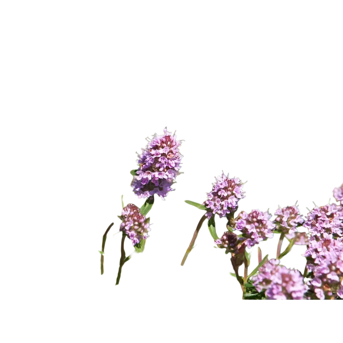 Damascena Bio Thymian ätherisches Öl in 5ml Flasche, naturreines Thymol-Öl für Aromatherapie und natürliche Heilmittel.