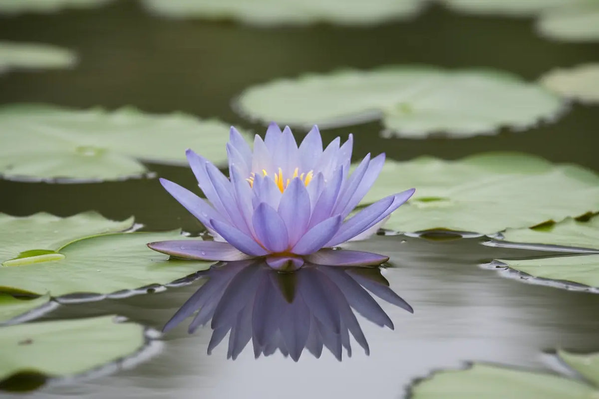 Eine zarte lavendel wasserlilie mit gelbem zentrum schwimmt auf pond für hochwertige luzides träumen kräuter