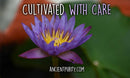  Ein werbeförderndes Nahaufnahmenfoto einer einzelnen, lebhaften lila-gelben Blauen Lotusblüte inmitten von tiefgrünem Laub. Der Text lautet: "CULTIVATED WITH CARE" (Mit Sorgfalt kultiviert).