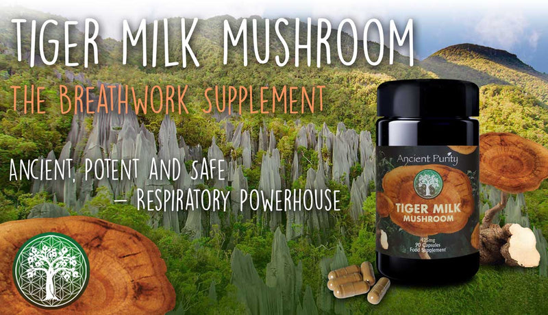 Ancient Purity – Tigermilchpilz Kapseln 90 x 425 mg – Natürliche Unterstützung für Atemwege & Gehirn