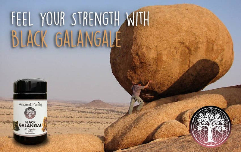 Ancient Purity - Black Galangal - 60 x 250 mg | Black Ginger | Male Libido