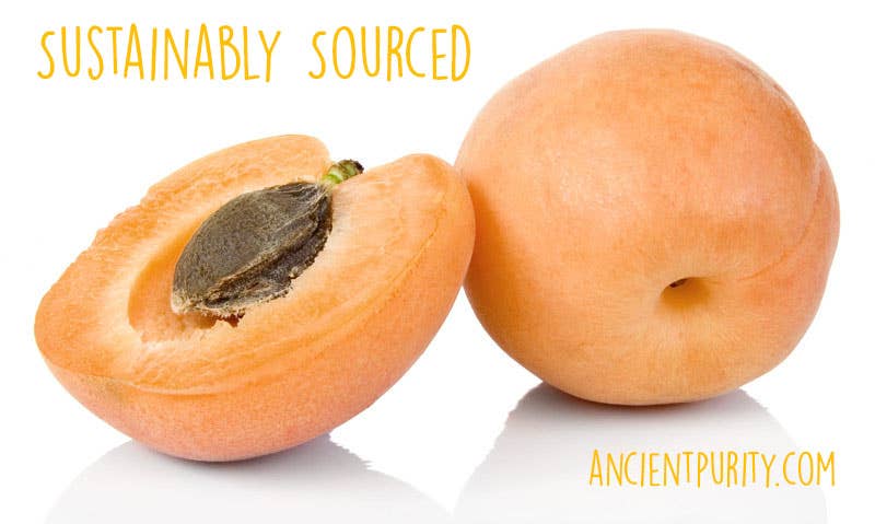 Ancient Purity - Aprikosenkerne - 500g | Hunza Pakistan | Bitter