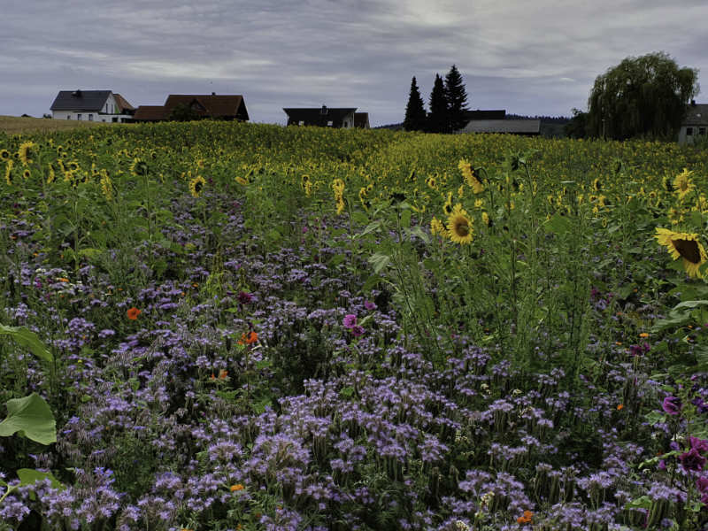 Blühendes Blumenmeer mit Sonnenblumen und lila Wildblumen vor ländlicher Kulisse.