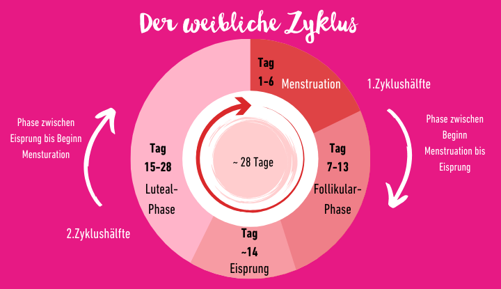 Infografik zum weiblichen Zyklus mit Phasen wie Menstruation, Follikelphase und Lutealphase.