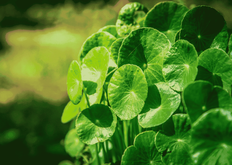 Bio Gotu Kola Pulver 100 Gramm aus Sri Lanka