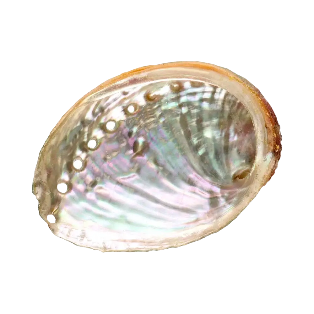 Abalone-Schale Räucherschale von Vives de la Cortada SCP, 9 x 7 cm, aus natürlichem Material für Räucherwaren.