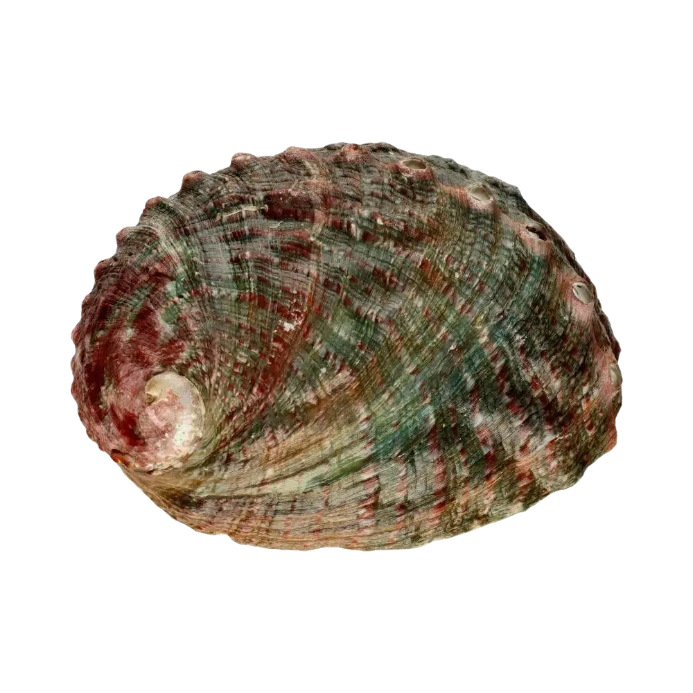 Abalone-Schale Räucherschale von Vives de la Cortada SCP, 9x7 cm, aus natürlichem Material für Räucherwaren.