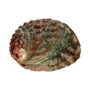 Natürliche abalone shell mit grünem, rotem und braunem muster als räucherschale 9 x 7 cm von mana shop