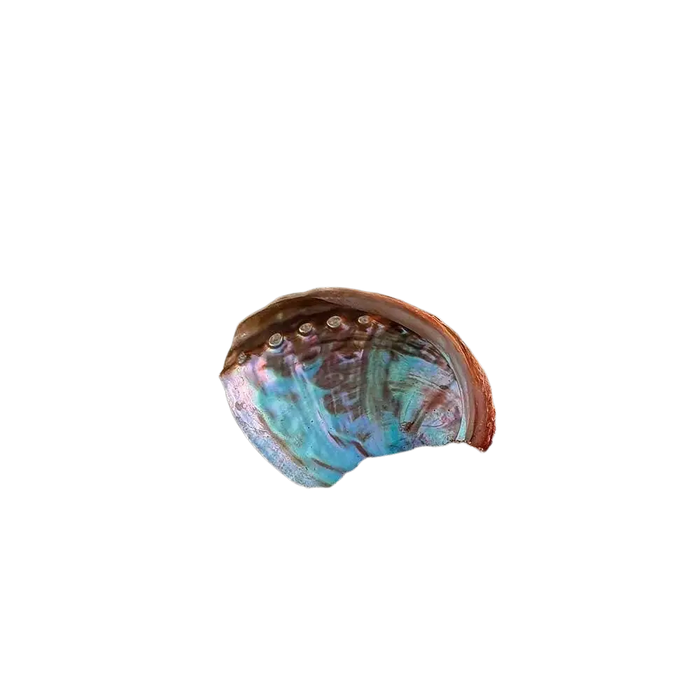 Schillernde Abalone-Räucherschale, 9 x 7 cm, aus Räucherwaren, von Vives de la Cortada SCP, mit reflektierender Oberfläche