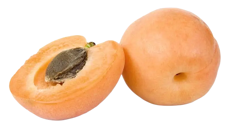 Bittere Aprikosenkerne, Nahaufnahme