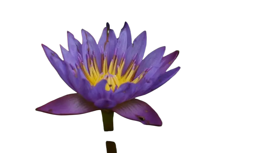 Ancient Purity Blaue Lotusblume Tee in 20g, ganze Blüten aus Sri Lanka, ideal für luzides Träumen, natürliche Teemischung