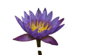 Eine lebendige lila blaue lotusblüte mit zarten blütenblättern und einer gelben mitte für antike reinheit tee luzides träumen