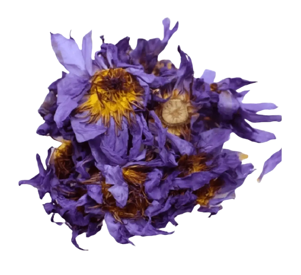 Ancient Purity Blaue Lotusblume Tee, 20g, ganze Blüten aus Sri Lanka, für luzides Träumen, natürliche Teemischung