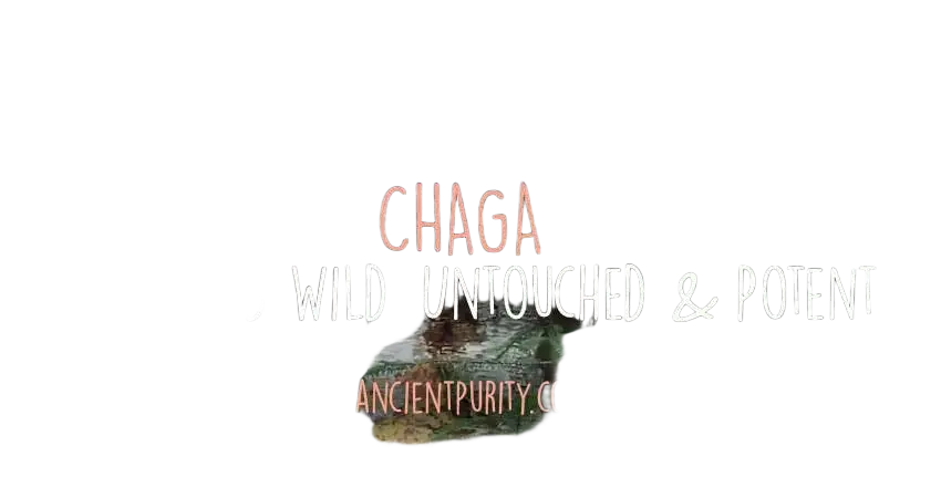 Ancient Purity Chaga-Pilz Nahrungsergänzungsmittel, 150g, wild geerntet und nachhaltig bezogen, mit Chaga-Pilz in Packung