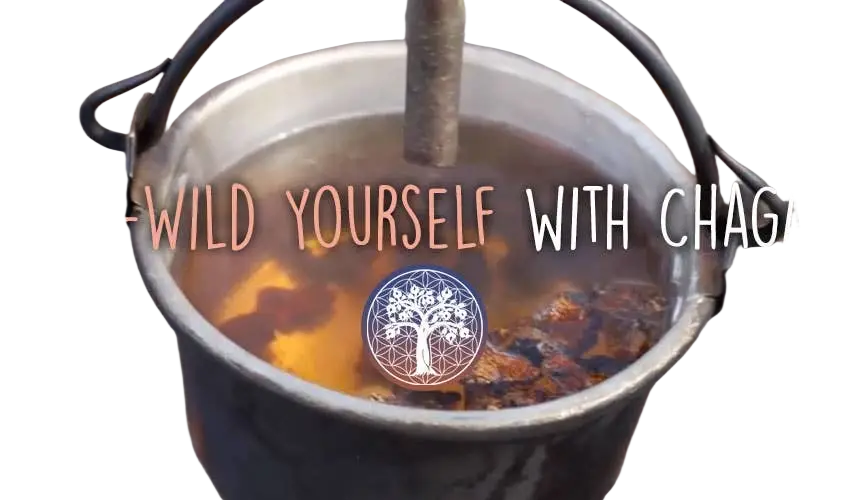 Ancient Purity Chaga-Pilz Nahrungsergänzungsmittel, 150g, wild geerntet, nachhaltig bezogen, für Gesundheit und Vitalität