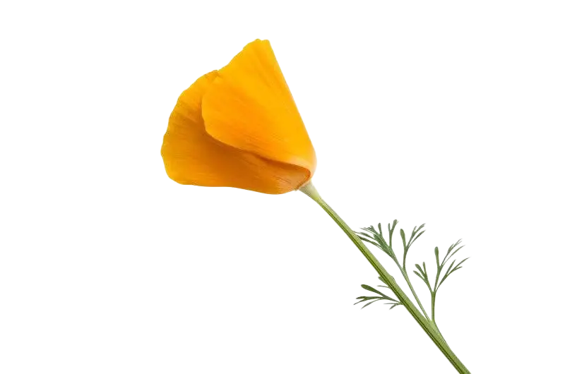 Beruhigender Kräutertee mit Kalifornischem Mohn von Ancient Purity, showa Tasse mit Tee, 130 g.