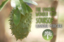 Pulver aus Stachelannone Soursop Graviola, 125g, als Nahrungsergänzungsmittel von Ancient Purity, in einer offenen Verpackung.
