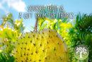 Stachelannone Soursop Pulver von Ancient Purity, 125g, Nahrungsergänzung, feines Pulver mit Acetogeninen, Nahaufnahme des Pulvers