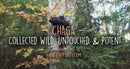 Ancient Purity Chaga-Pilz Nahrungsergänzungsmittel, 150g, wild geerntet, nachhaltige Bezugsquelle, getrocknete Chaga-Pilze