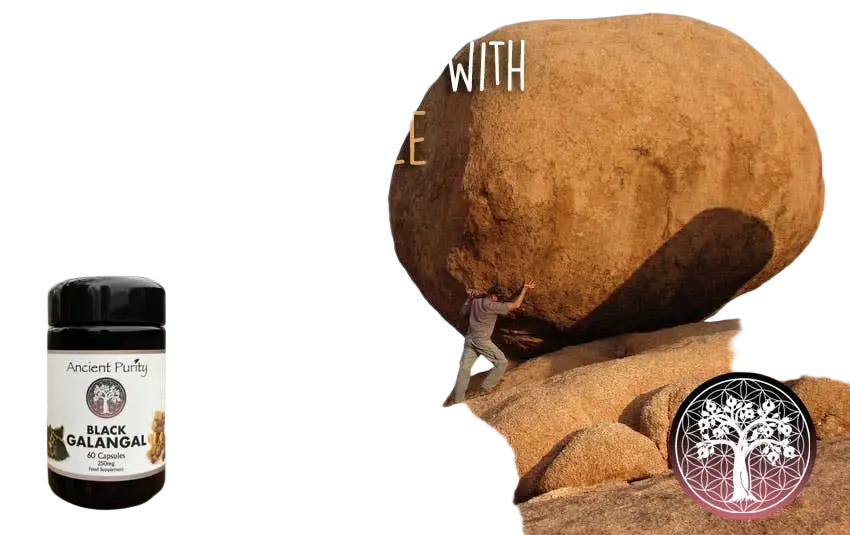 Ancient Purity Schwarzer Galgant Krachai Dam Nahrungsergänzung, 60 Kapseln zu 250 mg, dunkle Kapseln in Packung