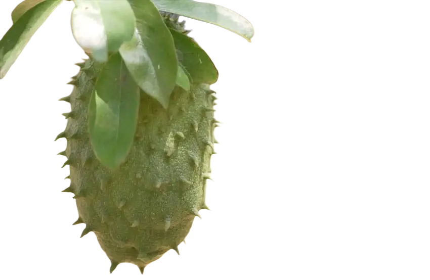 Ancient Purity Soursop-Blätter Tee, getrocknete grüne Blätter mit stacheliger Textur, 20g Packung, natürliche Heilpflanzen.