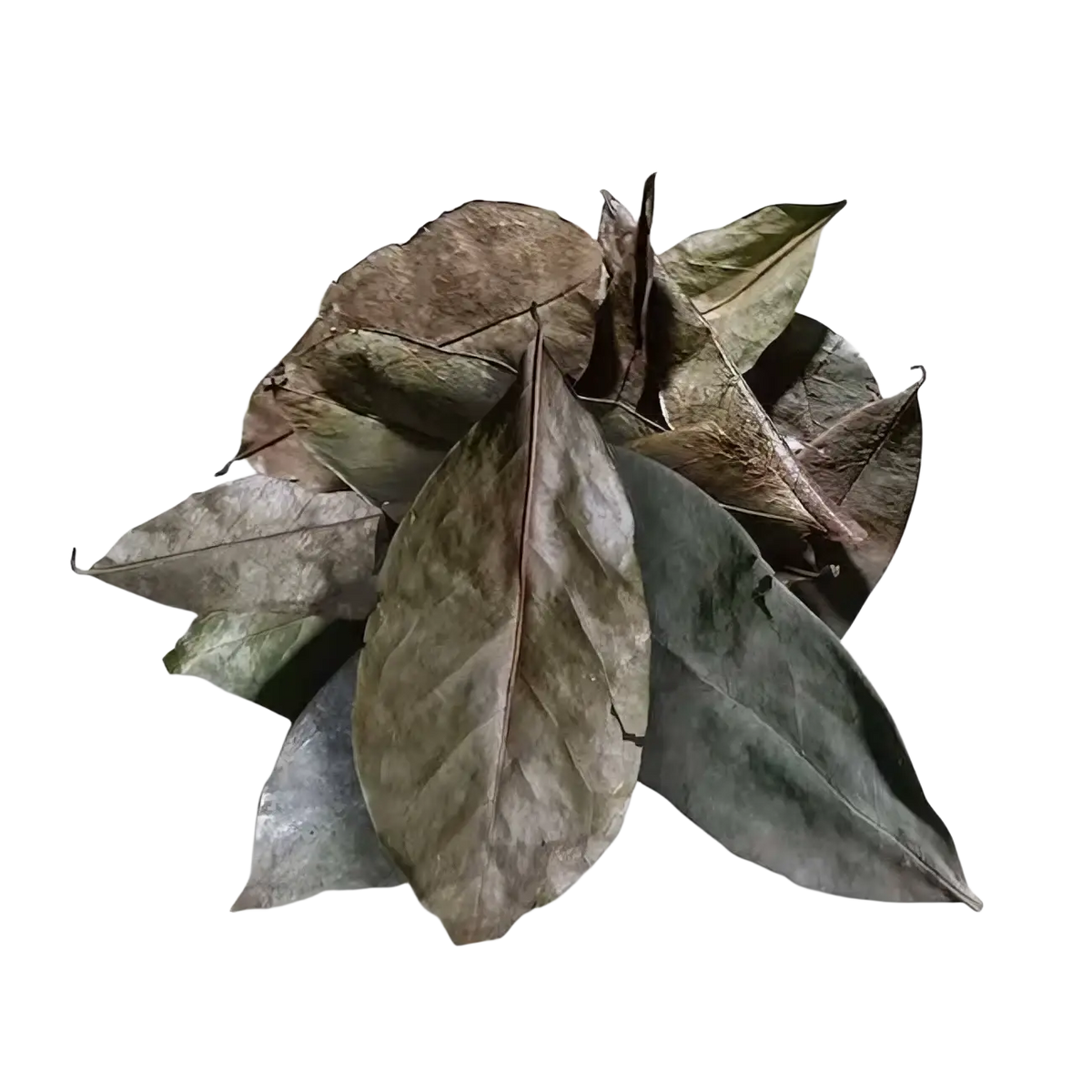 Getrocknete Soursop-Blätter von Ancient Purity für Tee, natürliche Heilpflanze, 20g Paket, aromatischer Aufguss.