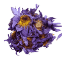  Eine Nahaufnahme eines kleinen, lockeren Haufens getrockneter Blauer Lotusblüten, der ihre ausgeprägten violetten Blütenblätter und goldgelben Zentren vor einem weißen Hintergrund zeigt.