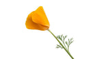 Beruhigender Kräutertee aus Kalifornischem Mohn von Ancient Purity, 130 g, mit getrockneten Blüten und Kräutern.