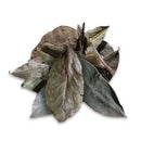 Tasse mit Soursop-Blättern von Ancient Purity, reines Tee aus getrockneten Soursop-Blättern, natürliche Heilpflanze
