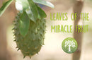 Ancient Purity Soursop-Blätter Tee in einer Tasse, frische grüne Blätter, natürliche Heilkräuter, für gesunden Genuss
