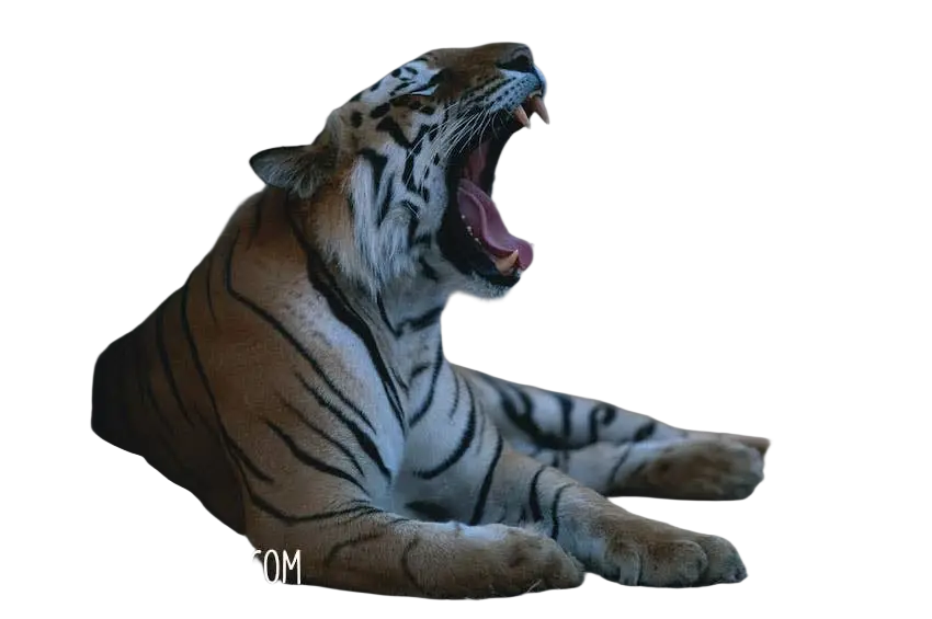 Tigermilchpilz Kapseln, Detail