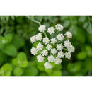 Blühender Echter Anis (Pimpinella anisum) mit charakteristischen weissen Doldenblüten. Die Samen dienen zur Herstellung von naturreinem ätherischem Anisöl.
