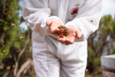 Heller ANUK Manuka-Honig MGO400+ in einem Glas, cremige Konsistenz, natürliche Honigstruktur, hochwertig und aromatisch
