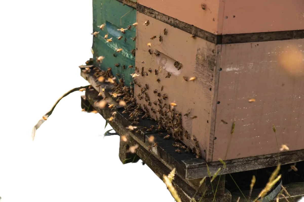 Natürlicher ANUK Manuka-Honig MGO250 mit Bienen und Waben, in einem Glas auf Holzuntergrund, für gesunden Genuss.