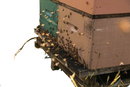 Bees swarm around a wooden beehive with pink and green panels for anuk manuka-honig mgo250 hochwertiger premium-honig