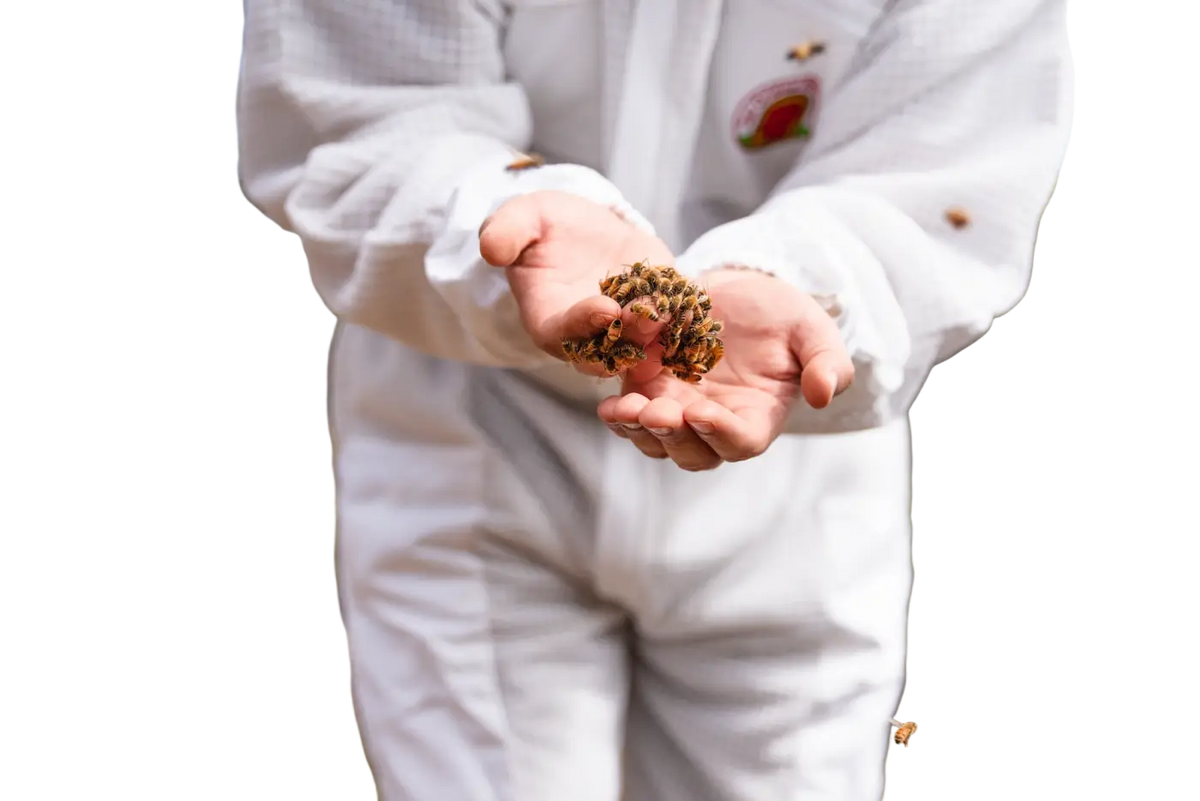 ANUK Manuka-Honig MGO400+ in Glas mit Bienen, Nahaufnahme, zeigt die Premiumqualität und die natürliche Textur des Honigs