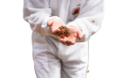 Eine bienencluster auf offener handfläche mit feinen goldbraunen haaren für anuk manuka honey mgo400+ premiumqualität
