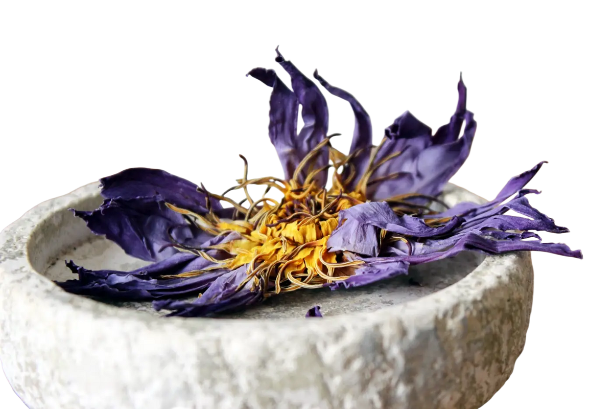 Getrocknete blaue Lotusblüten von Ayamani Naturals, Nymphaea Caerulea, für Tee, 15g oder 100g, natürliche Blüten in der Verpackung