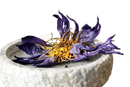 Ayamani naturals blaue lotus blüten nymphaea caerulea getrocknet in einer steinernen schale mit gelbem zentrum