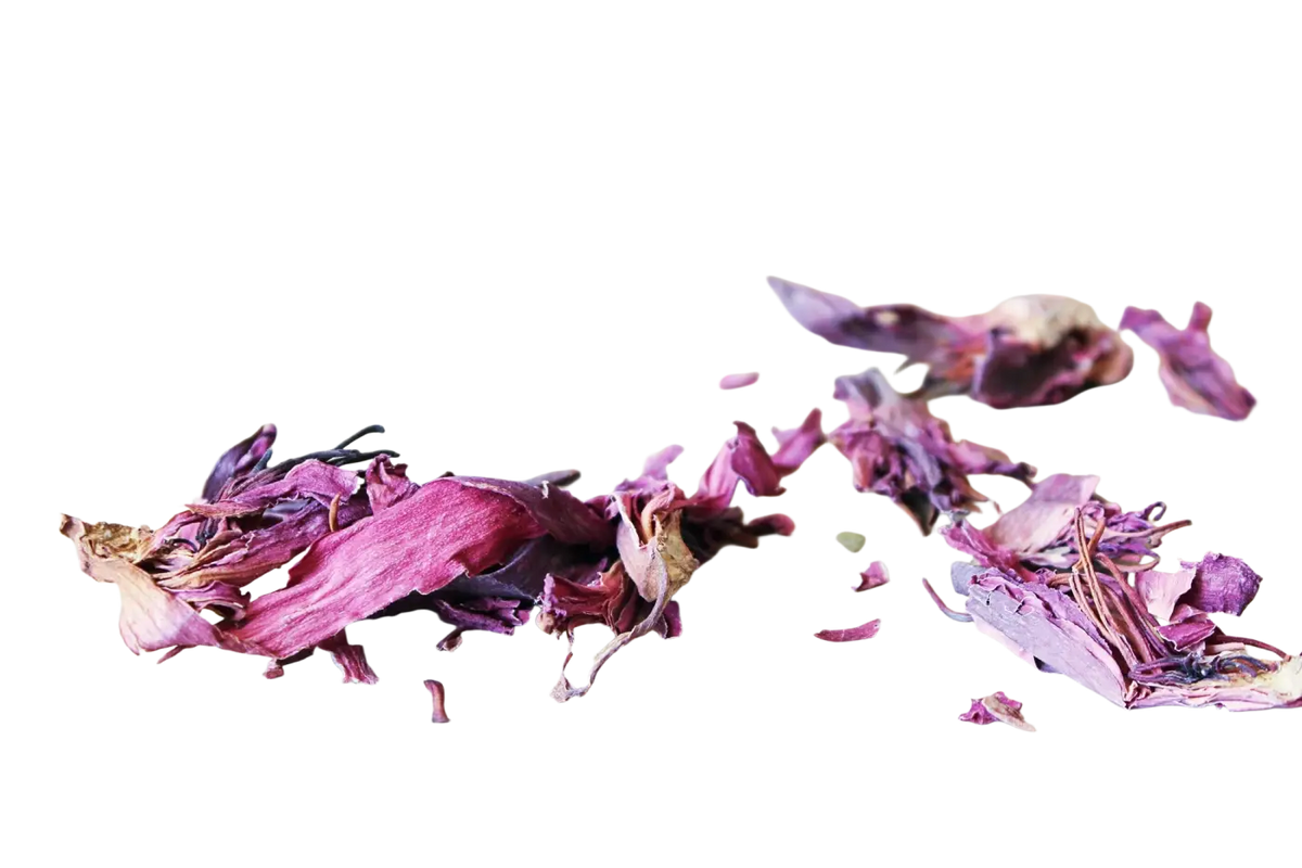 Getrocknete Blütenblätter der roten Lotus Nymphaea Rubra von Ayamani Naturals, ideal für entspannenden Tee und Aphrodisiakum.