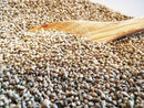 Organic hemp seeds unpeeled 250g from Austria