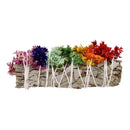 Sauge blanche au Verbasco