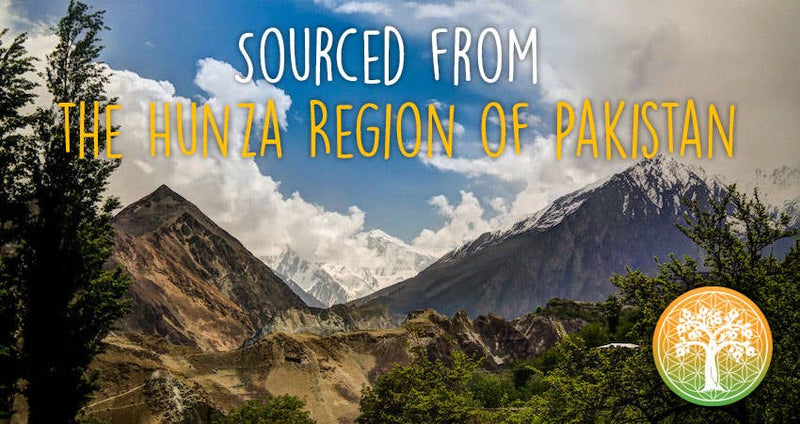 Ancient Purity - Aprikosenkerne - 500g | Hunza Pakistan | Bitter