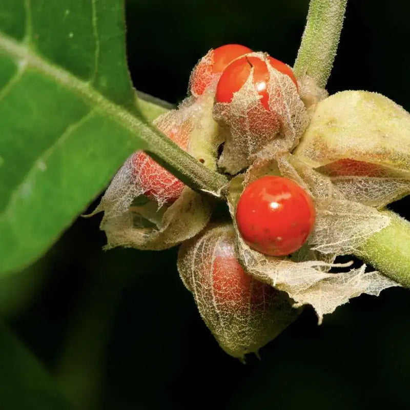 Bio Ashwagandha Kapseln 120 Stück - Ind. Schlafbeere - Vegan