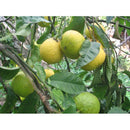 Damascena Bergamotte Bio 10ml